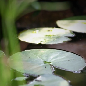Contemplative Meditation